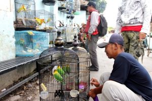 Pedagang Burung Pasar Srimangunan Menolak Direlokasi Ke Pasar Margalela