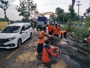 Pohon Tumbang Akibat Terjangan Angin Kencang Timbulkan Kemacetan Di Jalan Raya Jrengik