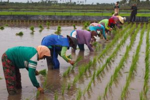 Dinilai Tak Ideal, Disperta Sampang Masih Butuh Tambahan 88 Penyuluh Pertanian