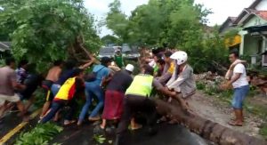 Akibat Diterpa Angin Kencang Pohon Roboh Melintang di Jalan Raya Torjun