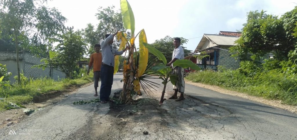 Kesal Tak Kunjung Diperbaiki,  Warga Tanami Pohon Pisang Ditengah Ruas Jalan Provinsi Ketapang