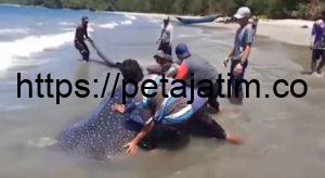 Ikan Hiu Tutul Sepanjang 4,5 Meter Terjerat Jaring Nelayan di Banyuates Sampang