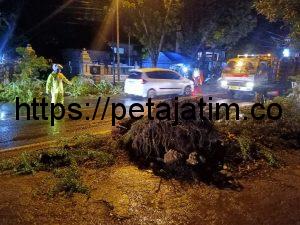 Sat Lantas Polres Sampang Urai Kemacetan Akibat Pohon Tumbang di Torjun