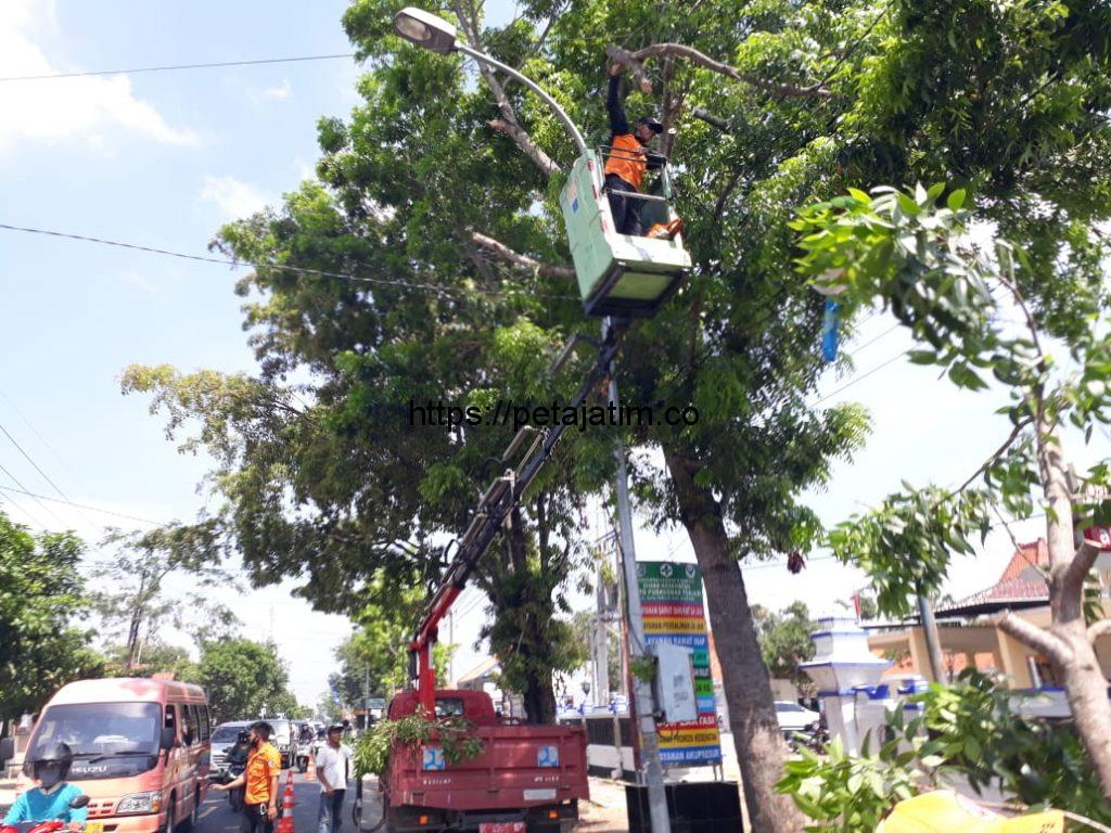 Dianggap Bahayakan Pengendara, Ranting Pohon Sepanjang Jalan Raya Torjun di Kepras