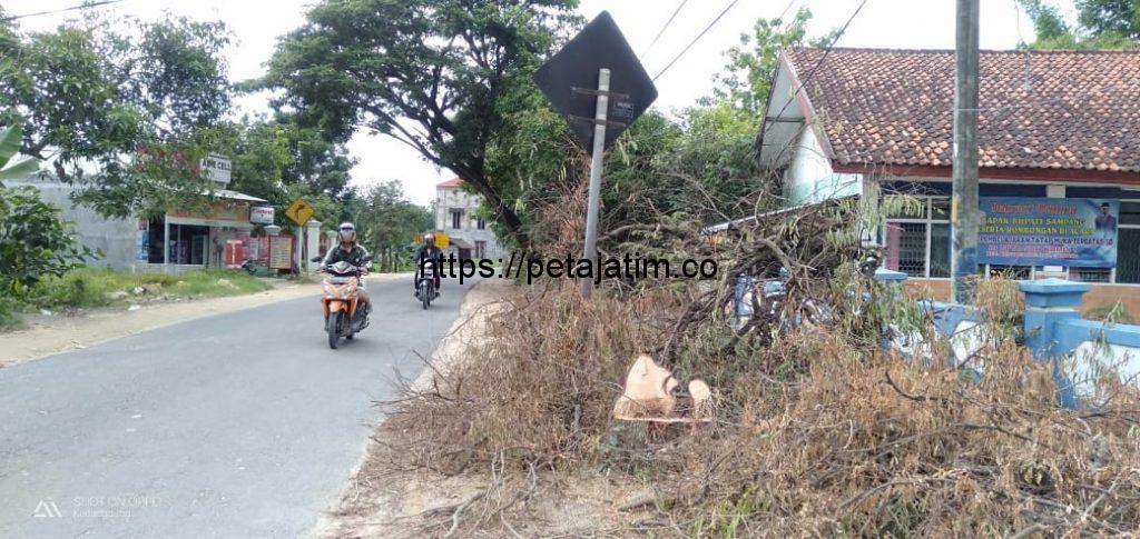 Bahayakan Pengendara, Pohon Pelindung Jalan Raya Sampang – Ketapang Ditebang