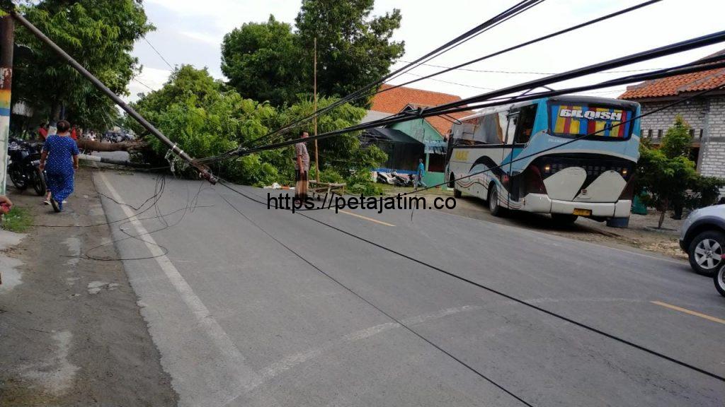 Pohon Tua Tumbang di Akses Jalan Nasional Sampang – Pamekasan Mengakibatkan 2 Tiang Listrik Roboh