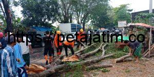 Pohon Tumbang di Bancelok – Jrengik Akibat Angin Kencang Ganggu Akses Jalan Nasional