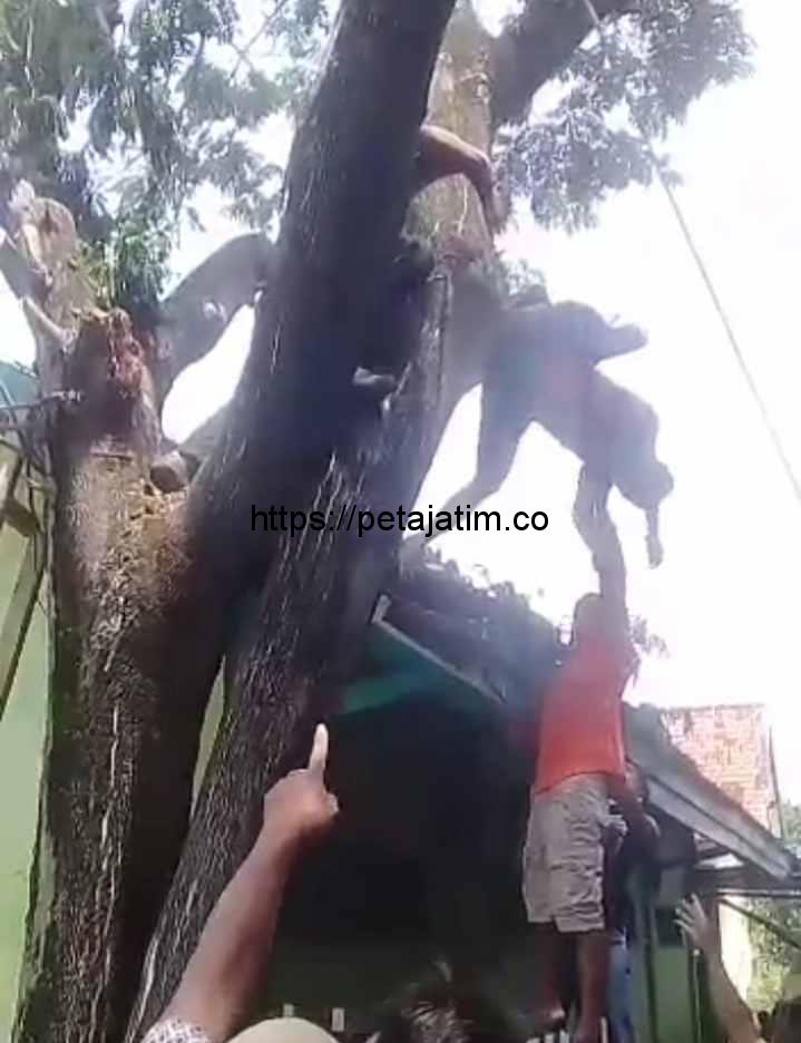 Pria di Camplong Tewas Kesetrum, Tubuhnya Bergelantungan di Atas Pohon