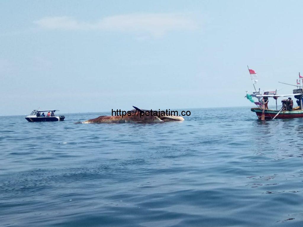 Ikan Paus Bungkuk Berukuran 20 Meter Terdampar di Perairan Sampang