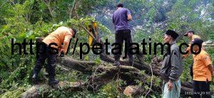 Akibat Hujan Deras Disertai Angin Kencang Sejumlah Pohon Tumbang di Wilayah Sampang