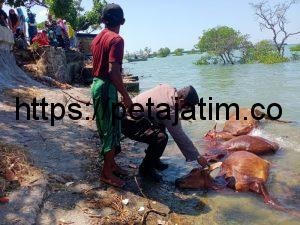 Puluhan Sapi Mengapung di Pantai Camplong Sudah Menjadi Bangkai.