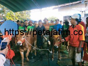 Tim Dor To Dor Exspres Konsisten Juarai Lomba Karapan Sapi Madura