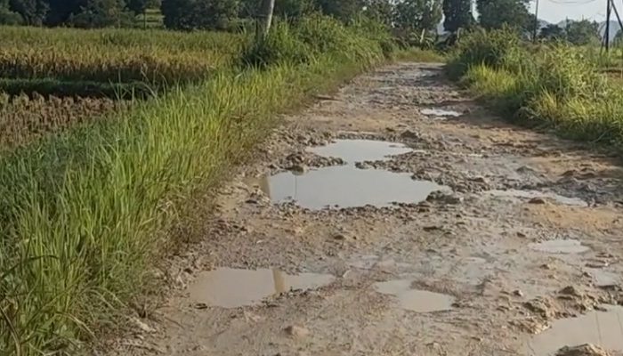 Kontraktor Asal Bekasi Ikut Tender Proyek Preservasi Jalan Tambelangan-Banyuates Senilai Rp67 M